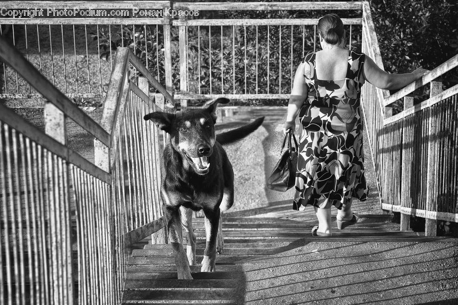 Human, People, Person, Angus, Animal, Bull, Mammal