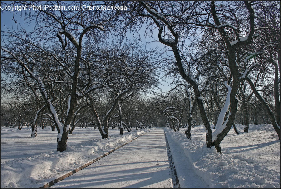 Boardwalk, Deck, Path, Sidewalk, Walkway, Plant, Tree