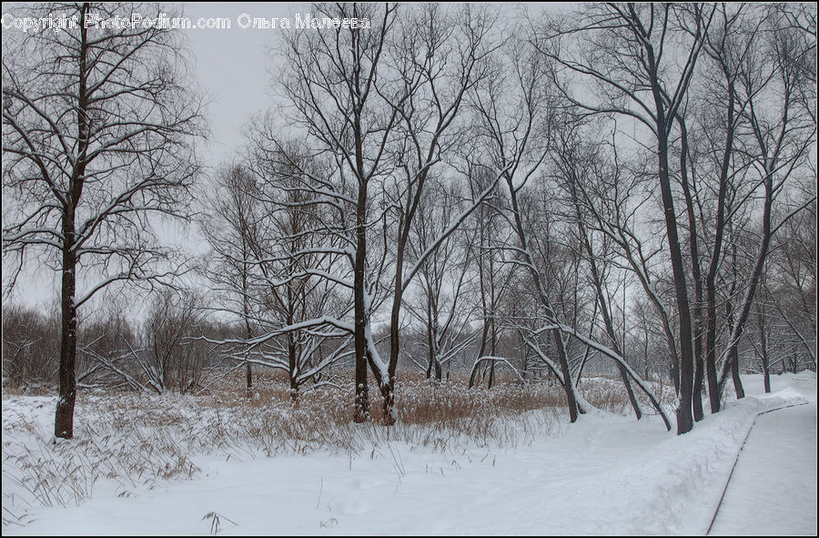 Ice, Outdoors, Snow, Forest, Vegetation, Landscape, Nature