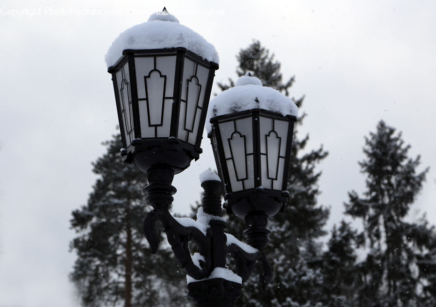Conifer, Fir, Spruce, Wood, Lamp Post, Pole, Plant