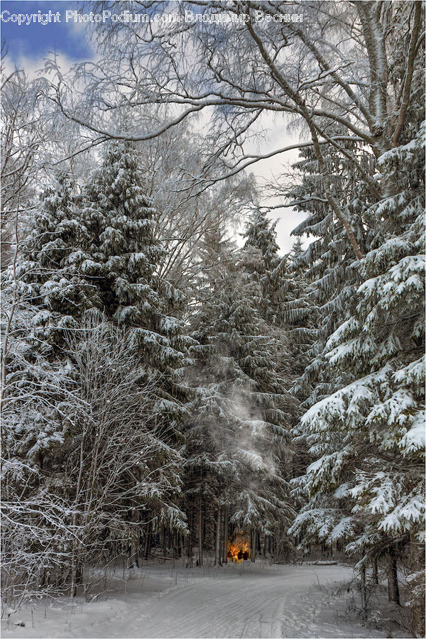 Landscape, Nature, Scenery, Forest, Vegetation, Ice, Outdoors
