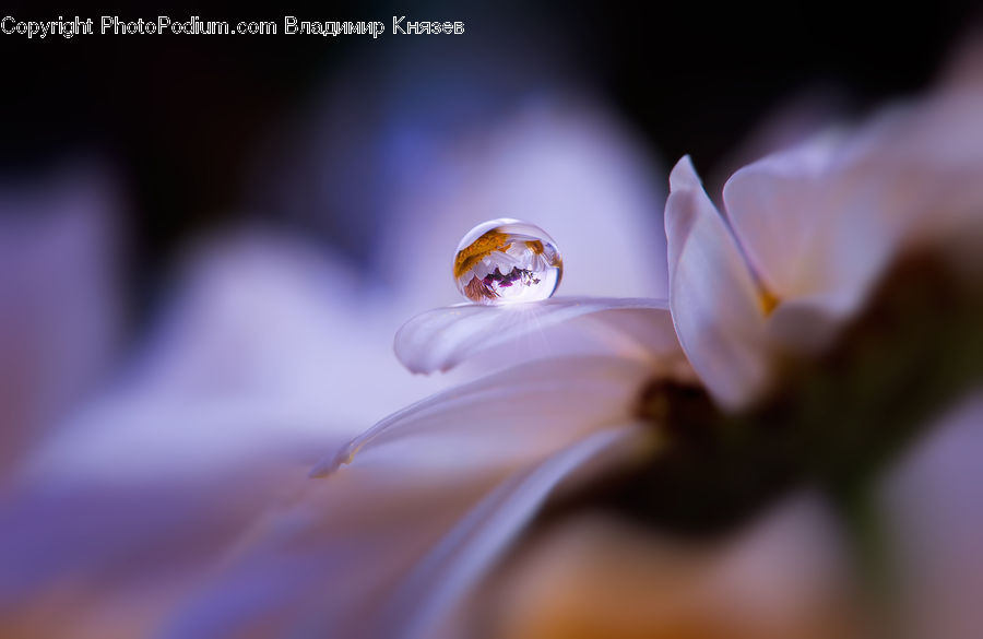 Blossom, Flower, Lilac, Plant, Crocus, Flora, Geranium