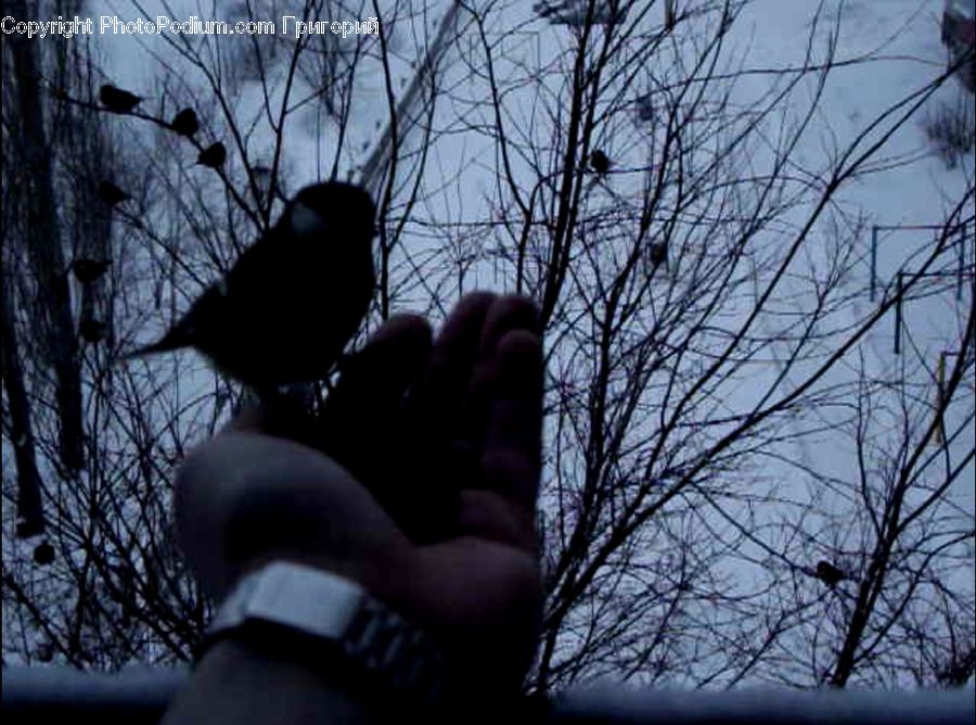 Silhouette, Bird, Blackbird, Plant, Tree
