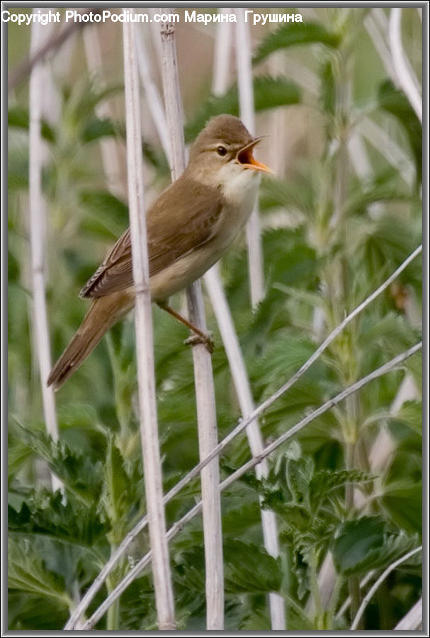Bird, Finch, Sparrow, Anthus