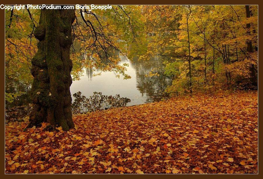 Oak, Tree, Wood, Plant, Forest, Grove, Land