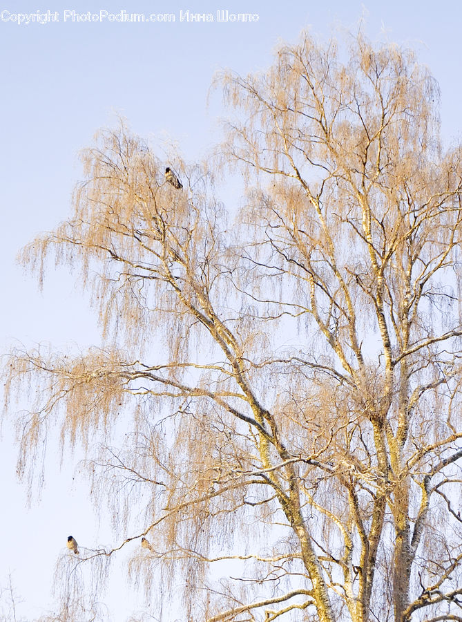 Birch, Tree, Wood, Field, Grass, Grassland, Plant
