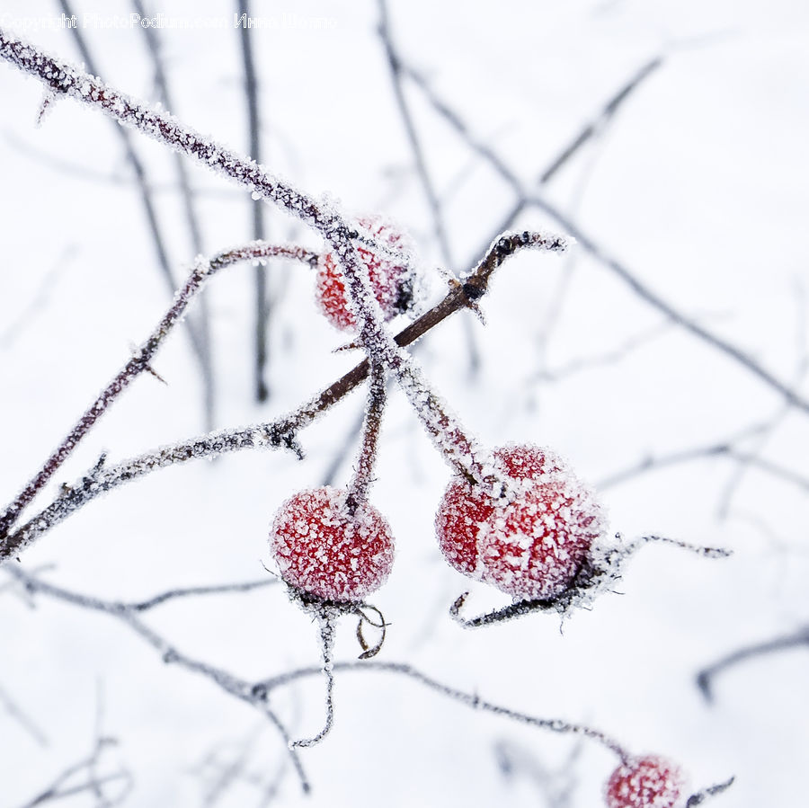 Frost, Ice, Outdoors, Snow, Blossom, Flora, Flower