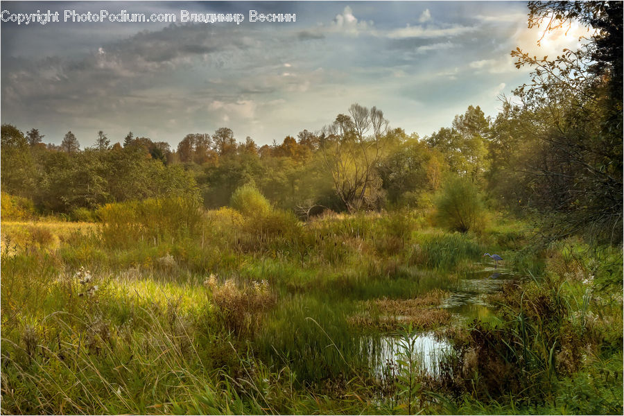 Land, Marsh, Pond, Swamp, Water, Field, Grass