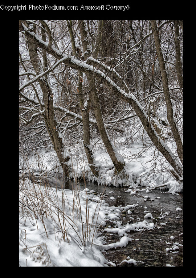 Birch, Tree, Wood, Ice, Outdoors, Snow, Plant
