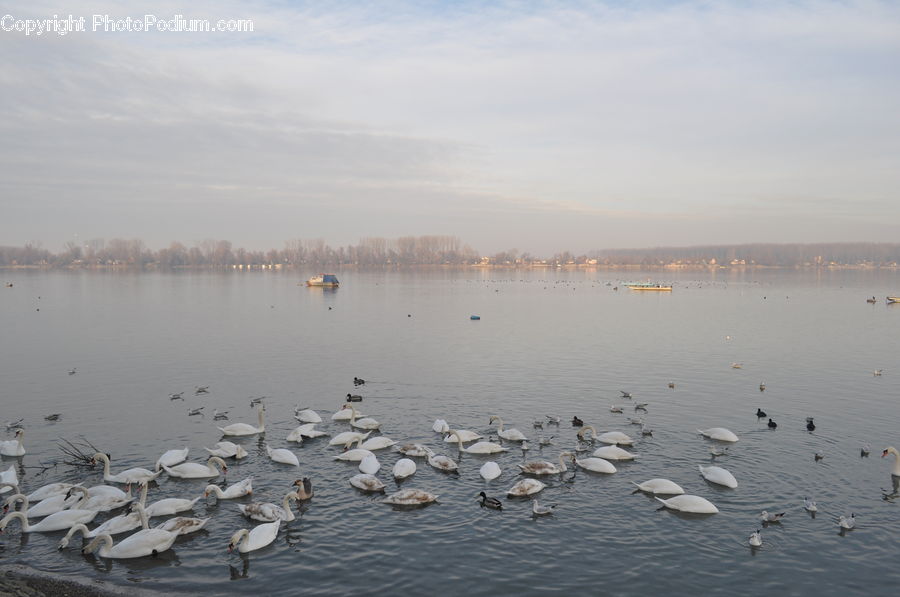 Bird, Swan, Waterfowl, Flock, Goose