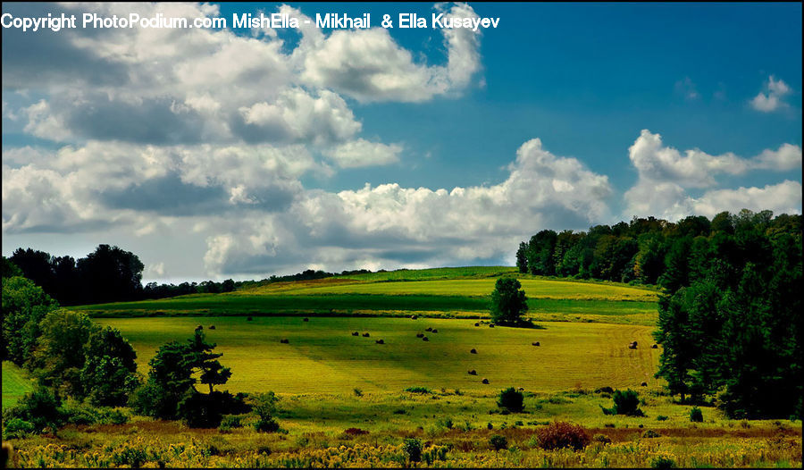 Field, Grass, Grassland, Land, Outdoors, Plant, Potted Plant