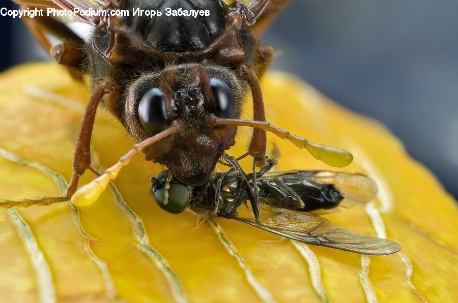 Bee, Insect, Invertebrate, Hornet, Wasp, Apidae, Bumblebee