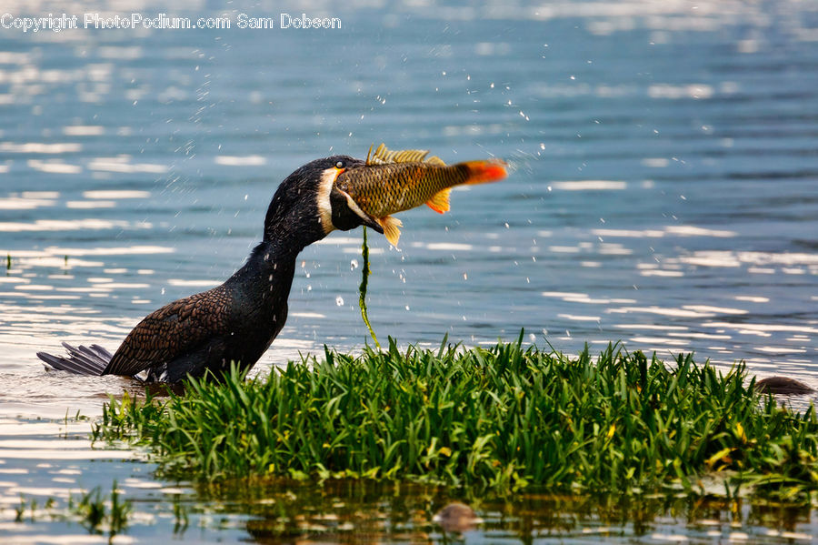 Bird, Cormorant, Waterfowl, Land, Marsh, Outdoors, Swamp