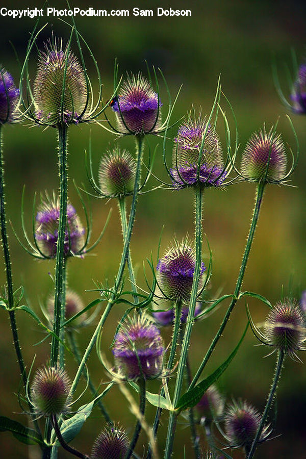 Flora, Flower, Plant, Thistle, Weed, Blossom, Geranium