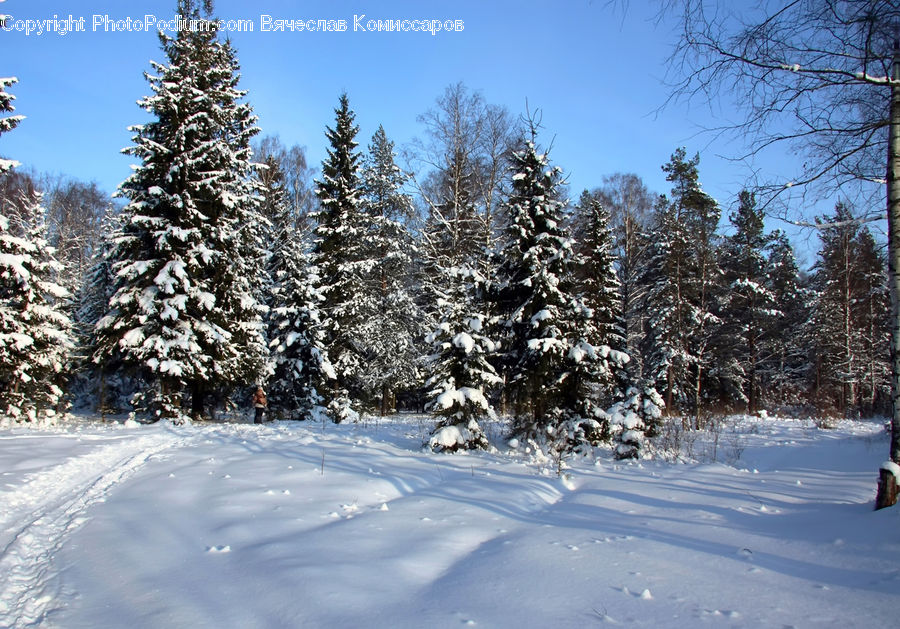 Conifer, Fir, Spruce, Wood, Plant, Tree, Pine