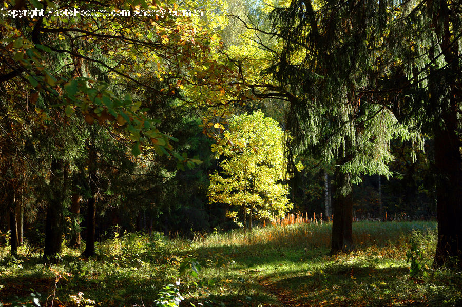 Forest, Vegetation, Conifer, Fir, Plant, Tree, Bush