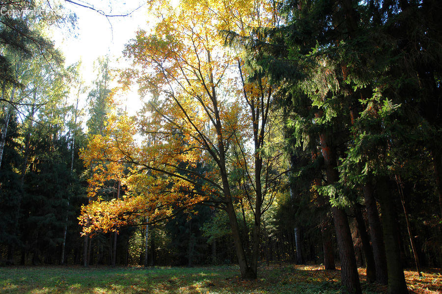 Conifer, Fir, Plant, Tree, Forest, Vegetation, Grove
