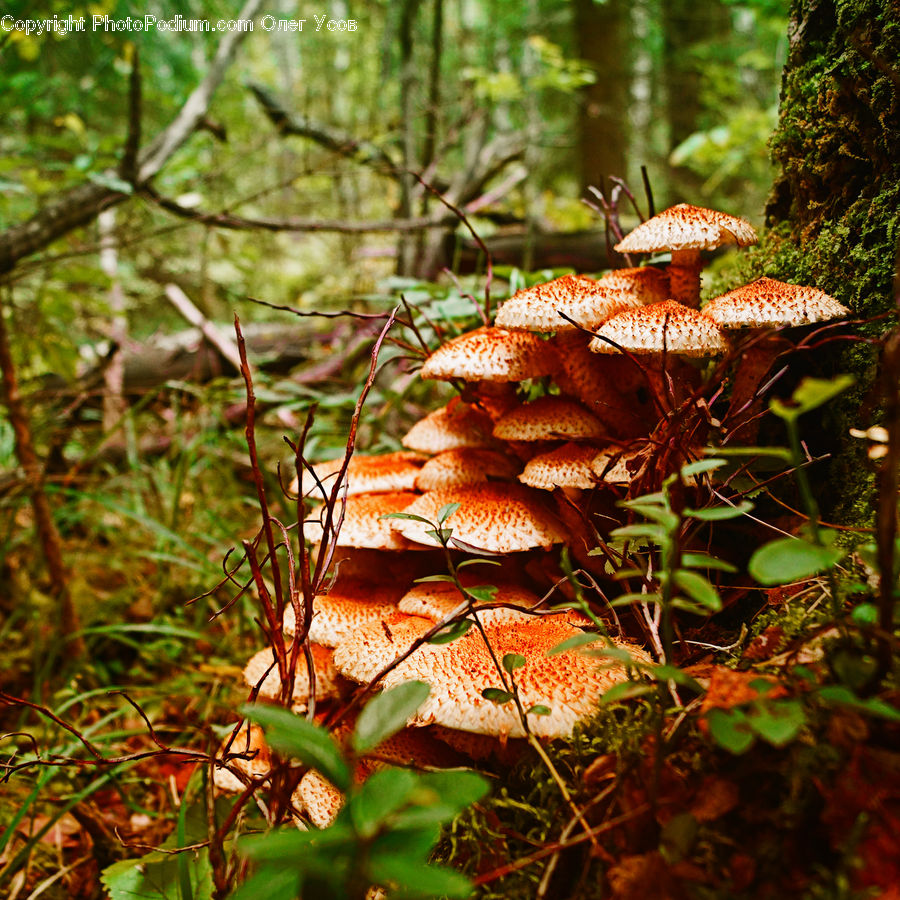 Agaric, Amanita, Fungus, Mushroom, Plant, Potted Plant, Blossom