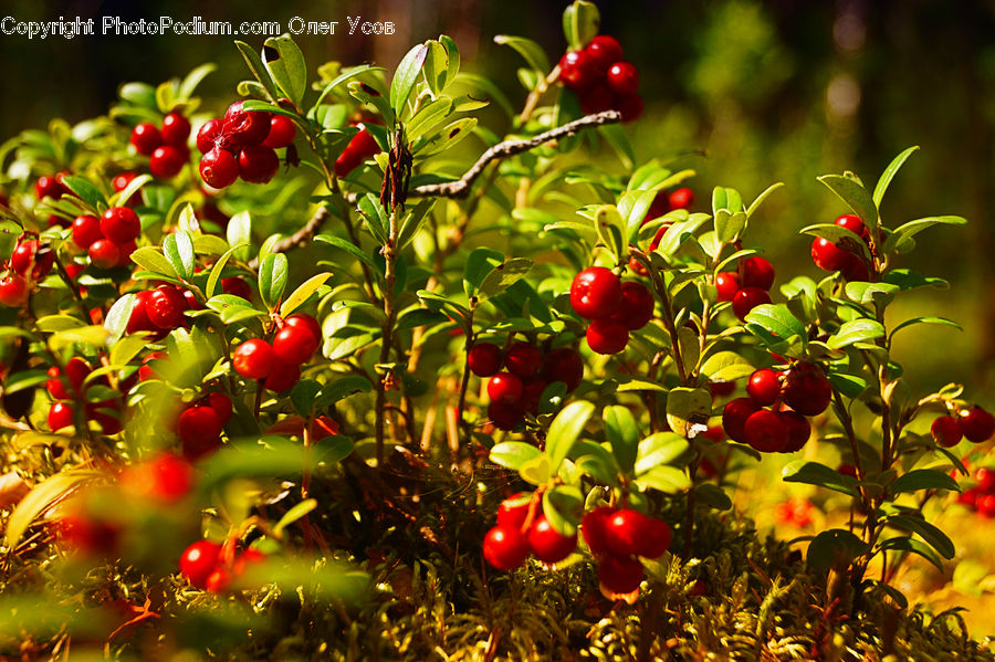 Cherry, Fruit, Plant, Bush, Vegetation, Blossom, Flora