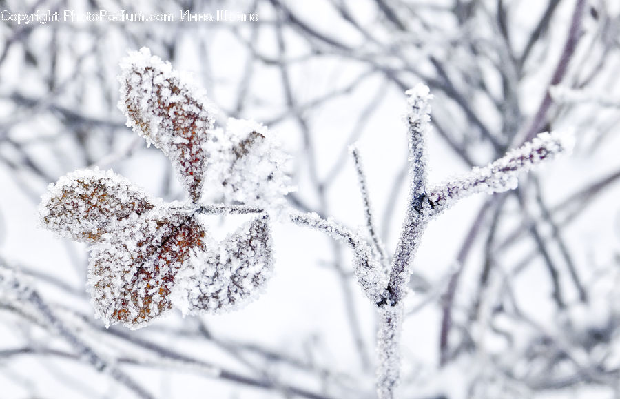 Frost, Ice, Outdoors, Snow