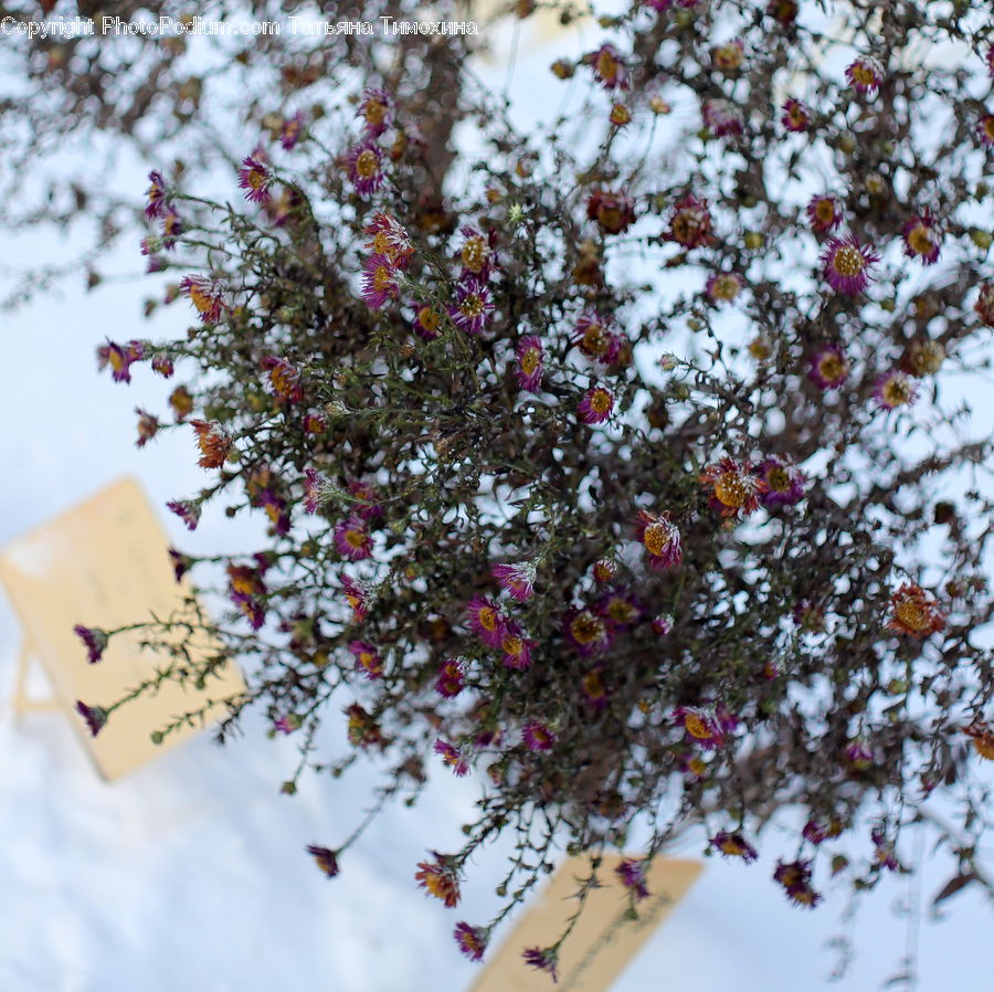 Blossom, Flora, Flower, Plant, Cherry Blossom, Bush, Vegetation