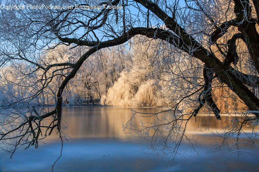 Flood, Plant, Tree, Willow, Oak, Wood, Birch