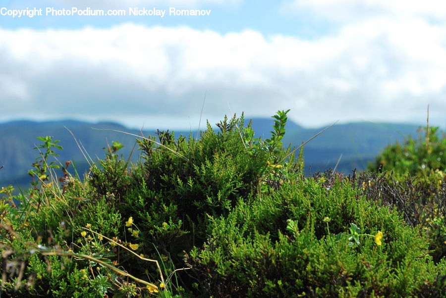 Moss, Plant, Apiaceae, Blossom, Field, Grass, Grassland
