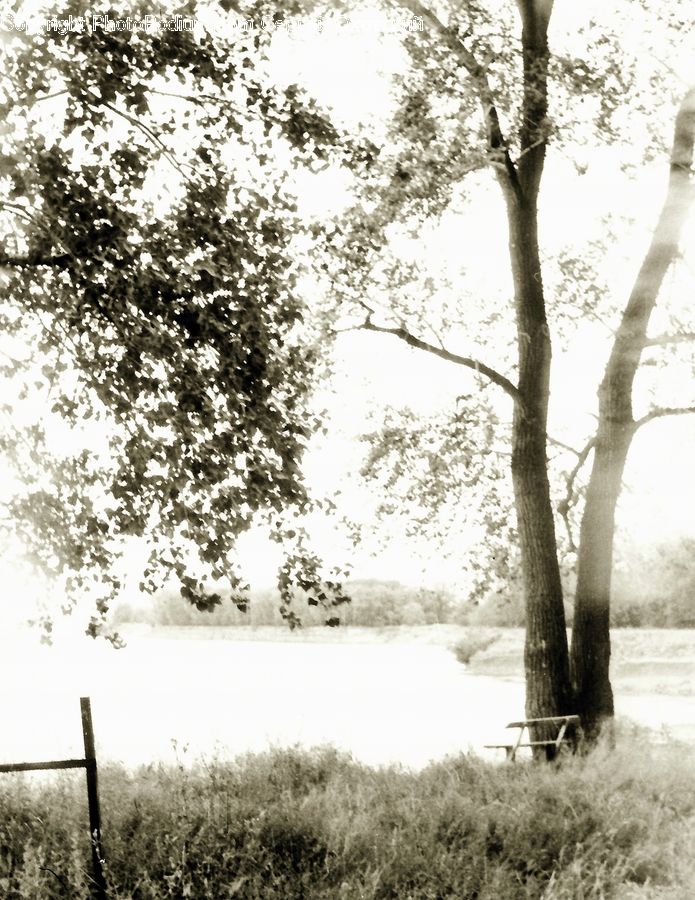 Bench, Plant, Tree, Oak, Wood, Forest, Grove