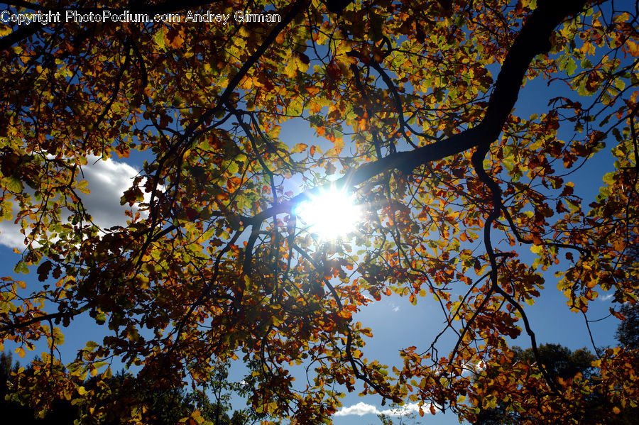 Flare, Light, Sunlight, Plant, Tree, Oak, Wood