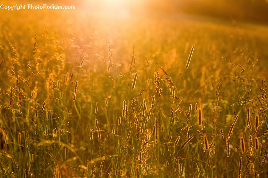 Field, Grass, Grassland, Plant, Grain, Wheat