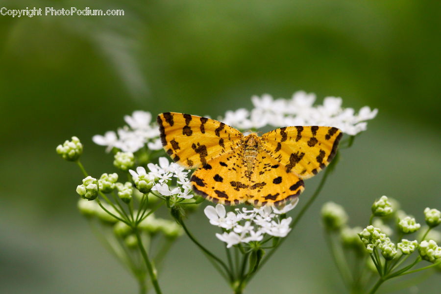 Dill, Plant, Apiaceae, Blossom, Butterfly, Insect, Invertebrate