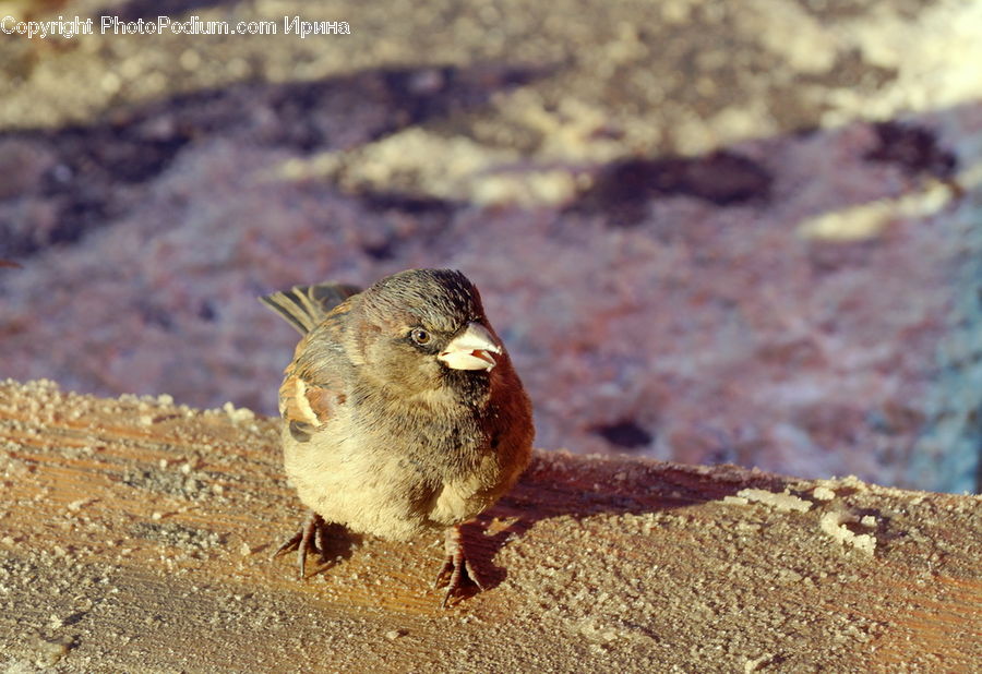 Bird, Sparrow, Finch, Wren, Anthus