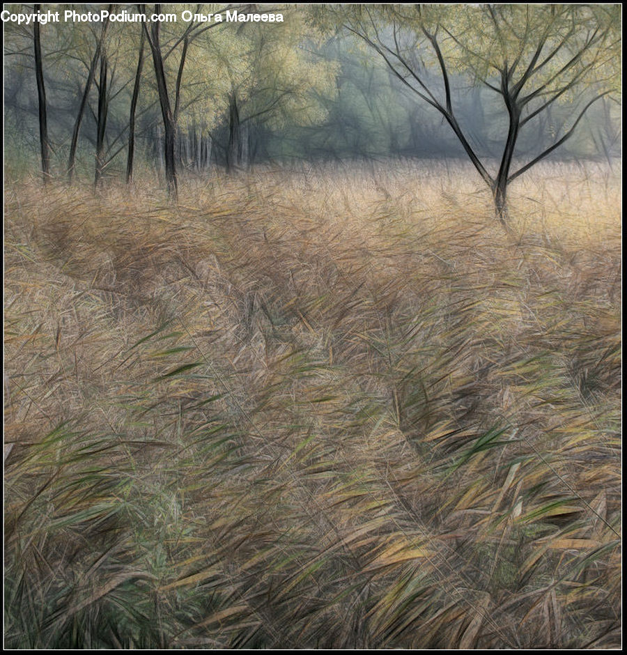 Field, Grass, Grassland, Plant, Land, Outdoors, Bush