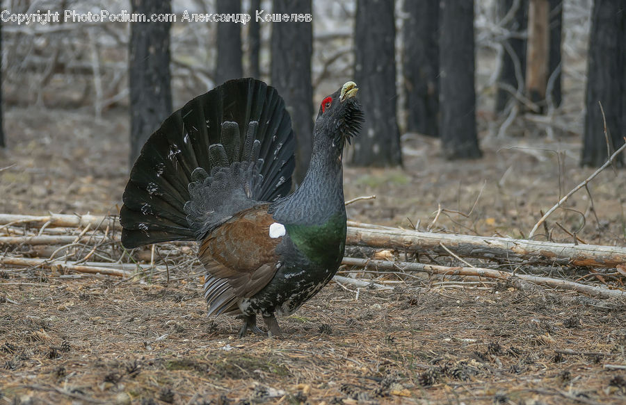 Bird, Cockatoo, Parrot, Grouse, Quail, Grass, Plant