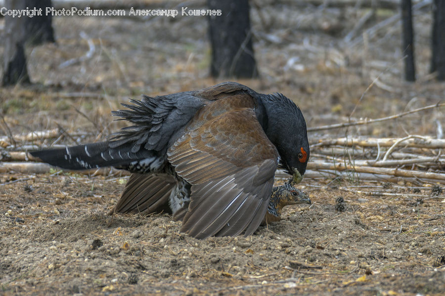 Bird, Condor, Vulture, Blackbird, Cormorant, Waterfowl