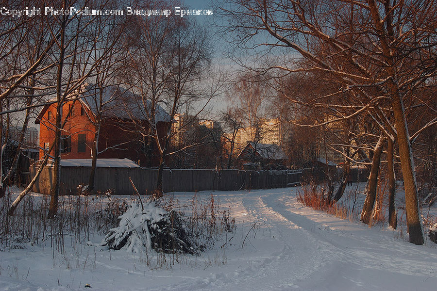 Ice, Outdoors, Snow, Landscape, Nature, Scenery, Plant