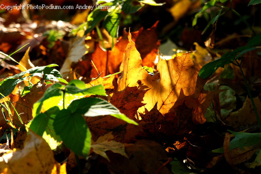 Maple, Maple Leaf, Plant, Veins, Ivy, Vine, Fruit