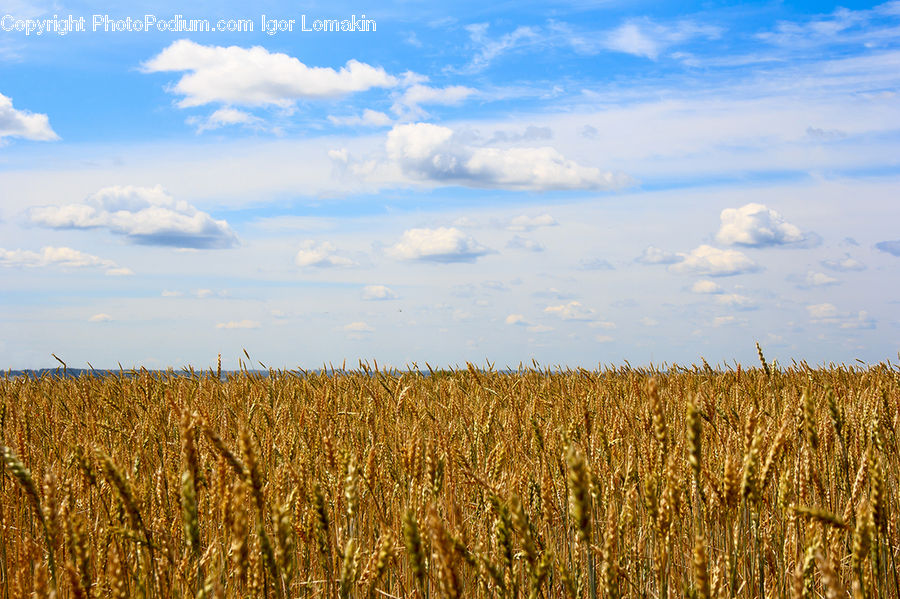 Grain, Wheat, Grass, Plant