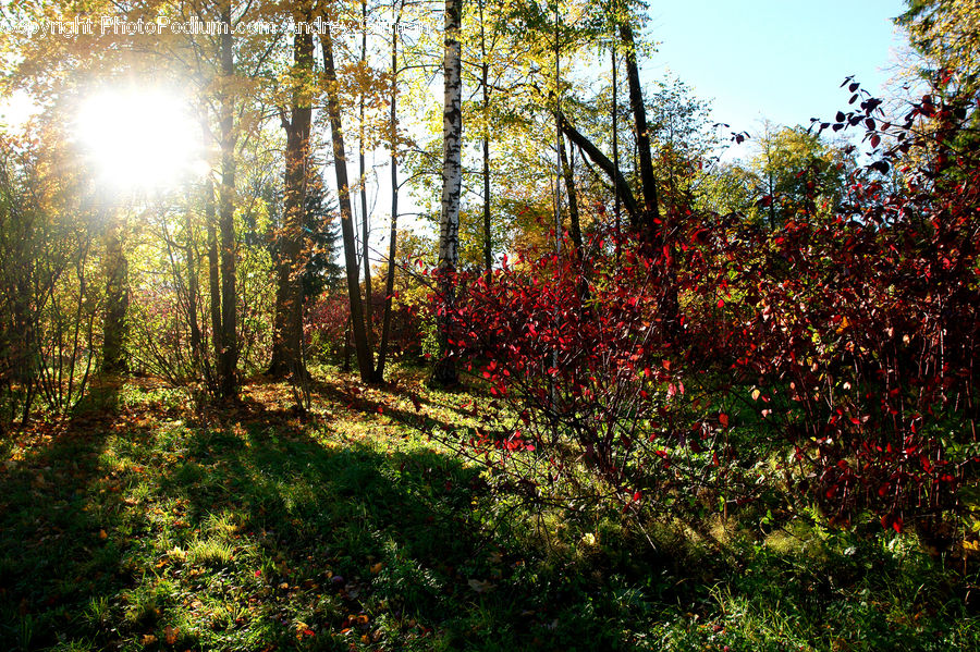 Plant, Tree, Forest, Vegetation, Blossom, Flora, Flower