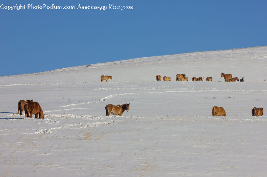 Animal, Bison, Bull, Mammal, Landscape, Nature, Scenery