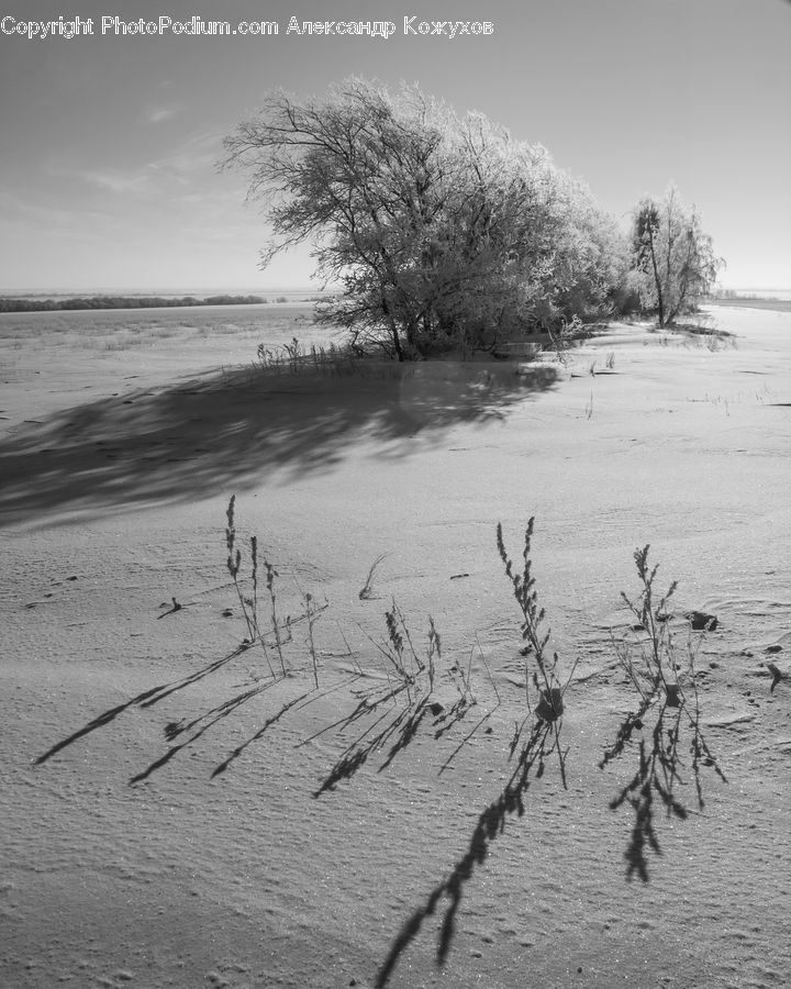 Grass, Plant, Reed, Outdoors, Sand, Soil, Tree