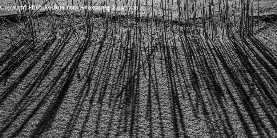 Forest, Vegetation, Outdoors, Sand, Soil, Grass, Plant