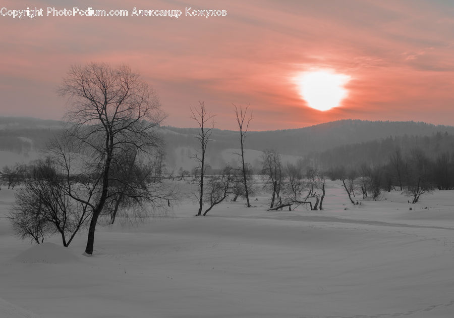 Arctic, Snow, Winter, Ice, Outdoors, Plant, Tree