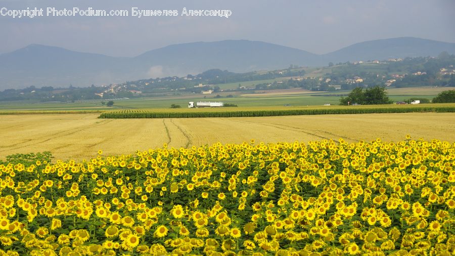 Field, Blossom, Flora, Flower, Plant