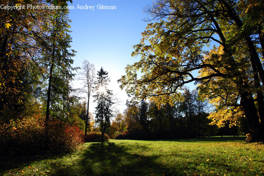 Conifer, Fir, Plant, Tree, Forest, Grove, Vegetation