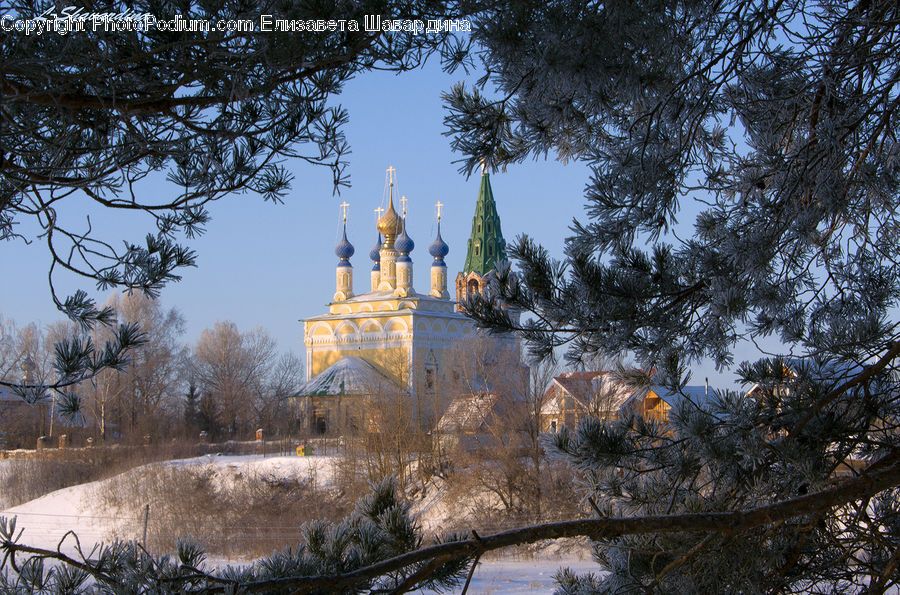 Architecture, Bell Tower, Clock Tower, Tower, Plant, Tree, Conifer