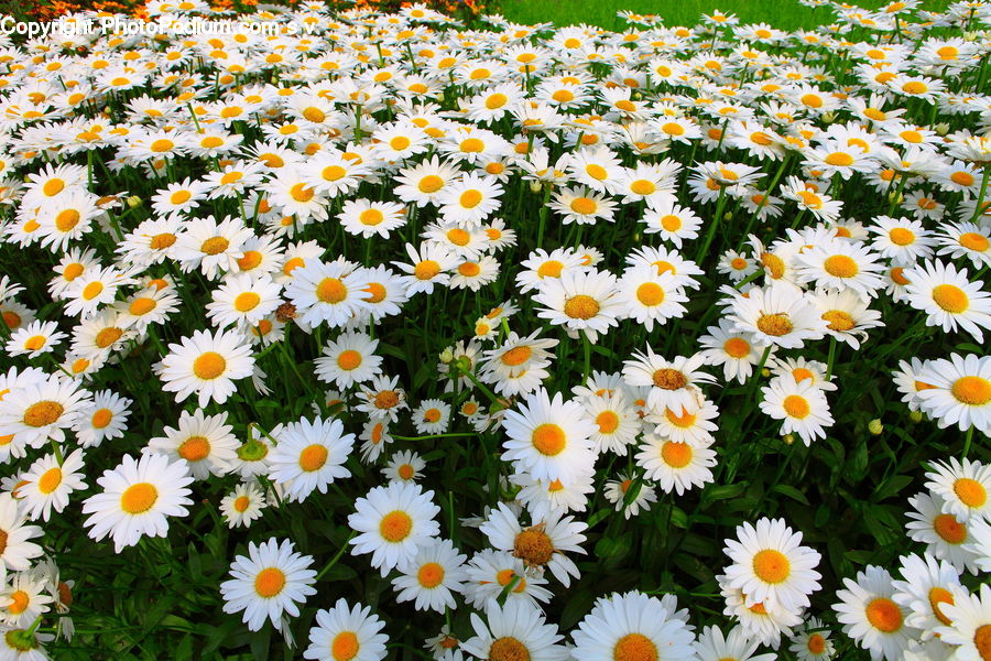 Daisies, Daisy, Flower, Plant, Blossom, Flora, Daffodil