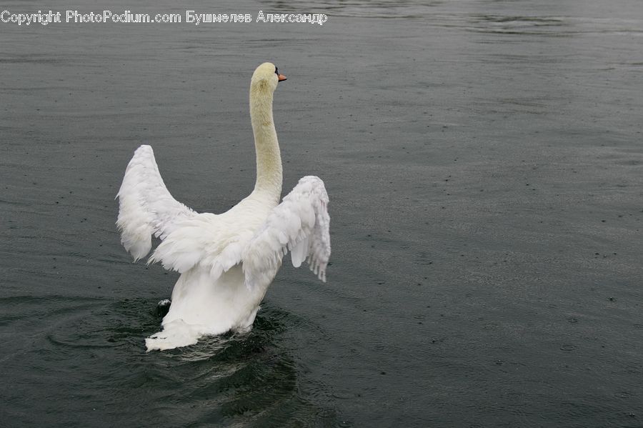 Bird, Swan, Waterfowl, Beak, Anseriformes