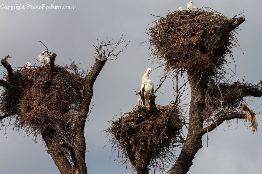 Bird Nest, Nest