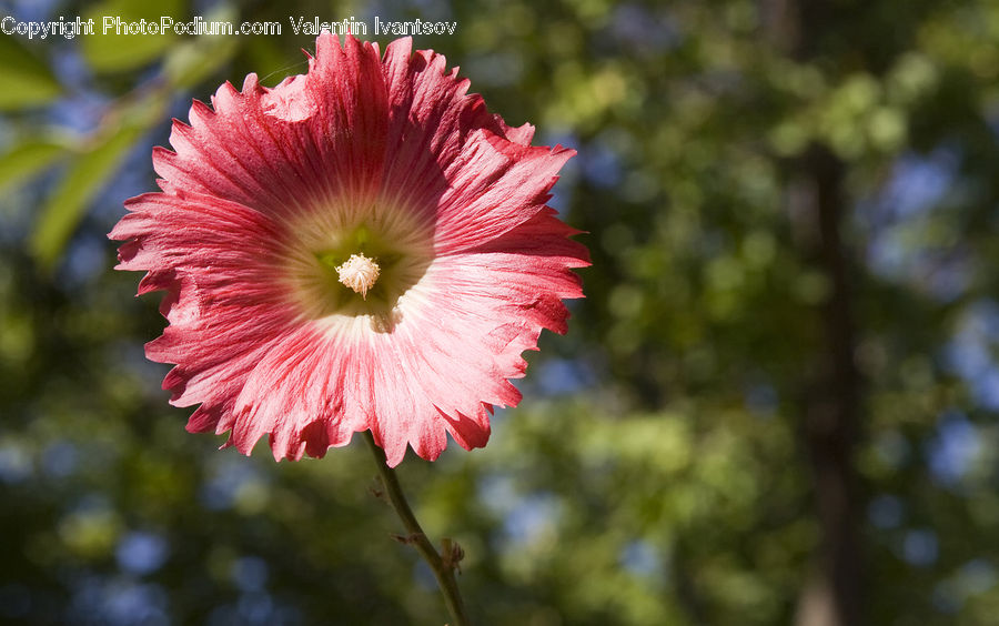 Blossom, Flora, Flower, Plant, Carnation, Pollen, Dahlia